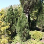 Borovica čierna (Pinus nigra) ´GREEN TOWER´ - výška 120-140 cm, kont. C35L